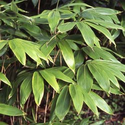 Bambu Sasa palmata